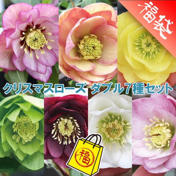 園芸ネット本店｜クリスマスローズ：ダブル7種セット の通販【公式】