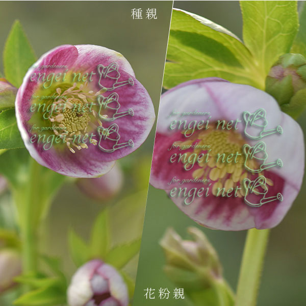 園芸ネット本店｜【お1人様1ポット】大和園さんのクリスマスローズ苗