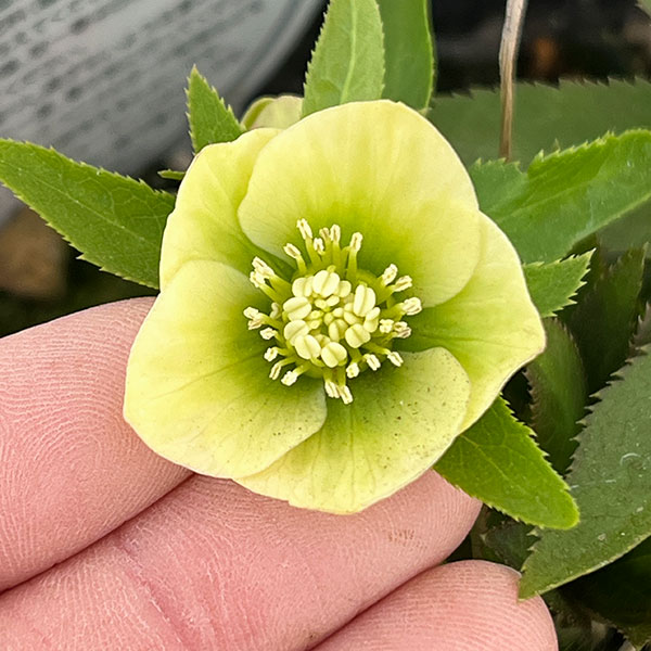 園芸ネット本店｜横山園芸さんのクリスマスローズ：26-24ベビードール