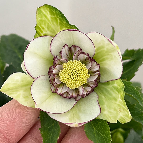 園芸ネット本店｜若泉ファームさんのクリスマスローズ：26-40