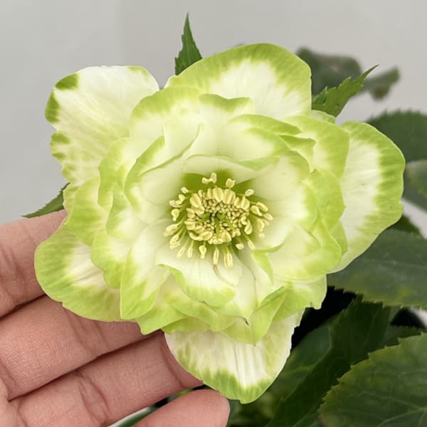 園芸ネット本店｜曽田園芸さんのクリスマスローズ：26-30利休A4号