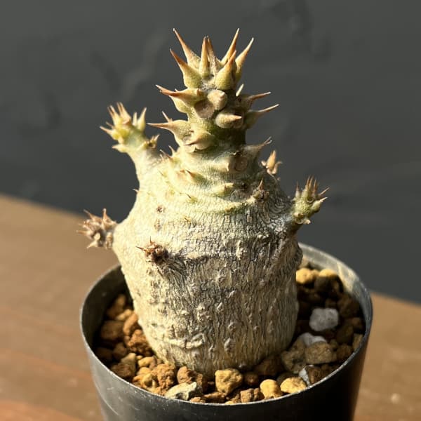 園芸ネット本店｜パキポディウム：ウィンゾリー（実生） 2号鉢植え26