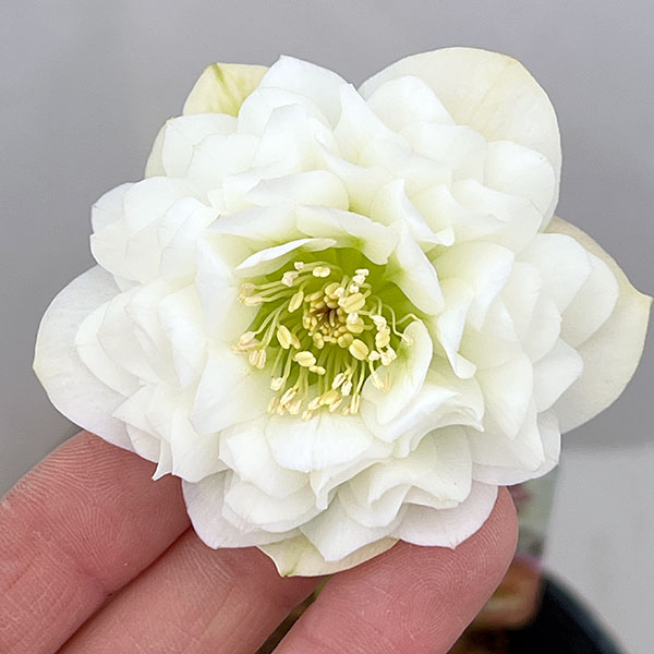 園芸ネット本店｜吉田園芸さんのクリスマスローズ：多弁交配26-02／4.5