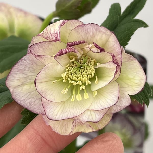 園芸ネット本店｜高正園さんのクリスマスローズ：26-55ダブル グリーン