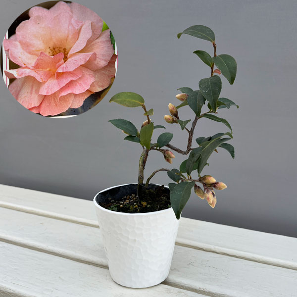 園芸ネット本店｜ツバキ（椿）：タイニープリンセス 曲がり 3.5号匠鉢