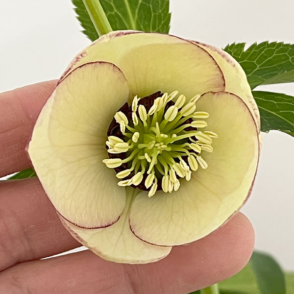 園芸ネット本店｜杉光園芸さんのクリスマスローズ：Freeda