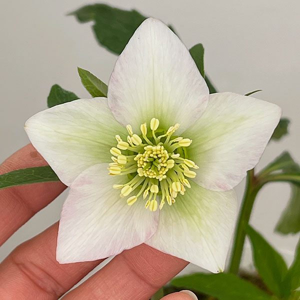 園芸ネット本店｜松村ナーセリーさんのクリスマスローズ：26-129