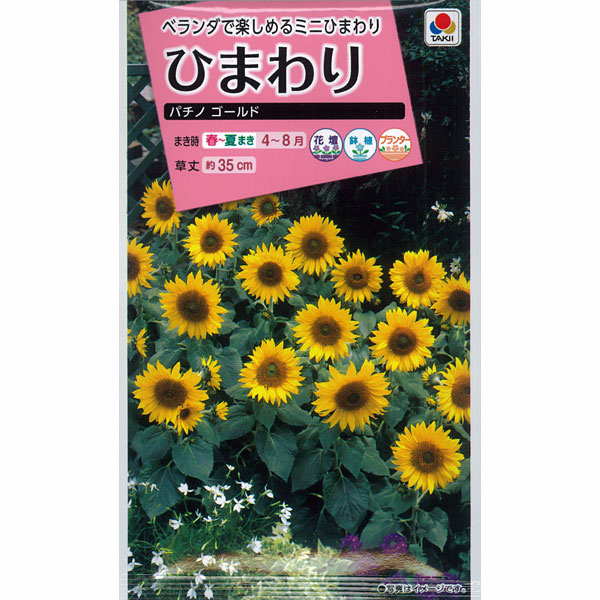 園芸ネット本店｜ヒマワリ：パチノゴールド（矮性種）[タキイ 花タネ