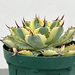 園芸ネット本店｜アガベ：パリー トルンカータ 5号鉢植え の通販【公式】