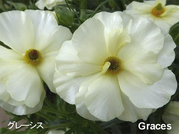 園芸ネット本店｜ラナンキュラス：ラックス グレーシス3.5-4号ポット