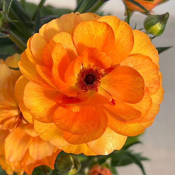 園芸ネット本店｜ラナンキュラス：ラックス ミネルバ3.5-4号ポット* 3