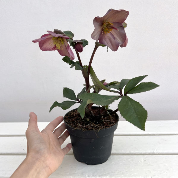 園芸ネット本店｜クリスマスローズ：*HGC Ice N'roses 氷の薔薇 ローズ