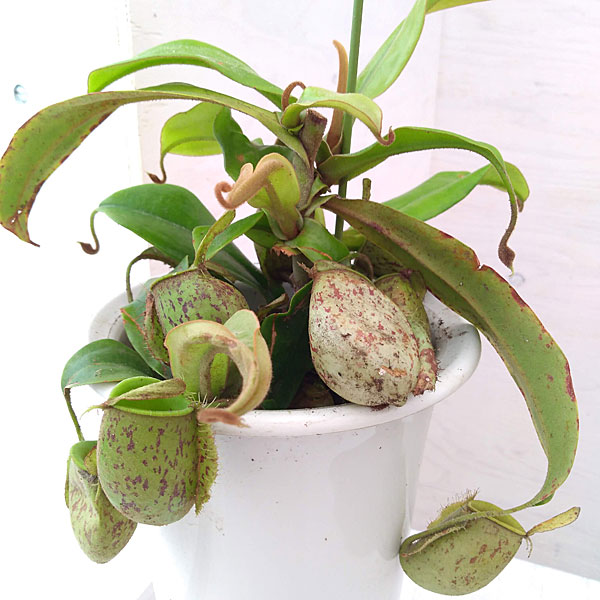園芸ネット本店｜食虫植物ネペンテス：アンプラリア5号鉢植え の通販