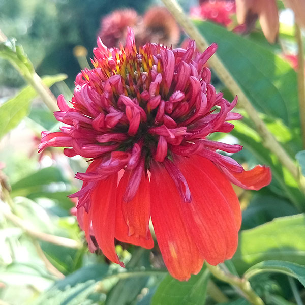 園芸ネット本店｜エキナセア（八重咲き）：ダブルスクープ オレンジ