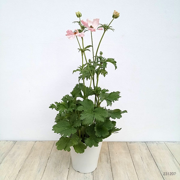 園芸ネット本店｜ラナンキュラス：ラックス イーシス5号鉢植え の通販