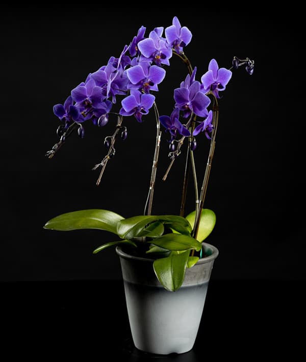 園芸ネット本店｜[ギフトに]ファレノプシス：Blue Gene（ブルージーン