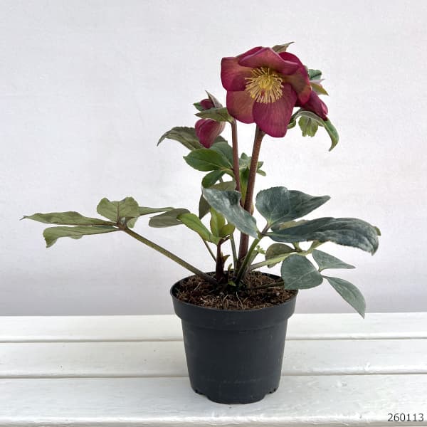 園芸ネット本店｜クリスマスローズ：*HGC Ice N'roses 氷の薔薇