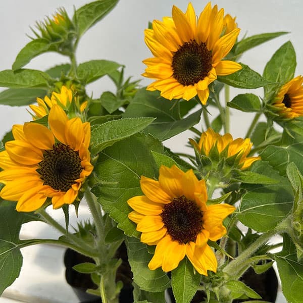 園芸ネット本店｜ヒマワリ：スマイルラッシュ・スプレー咲仕立て3.5号