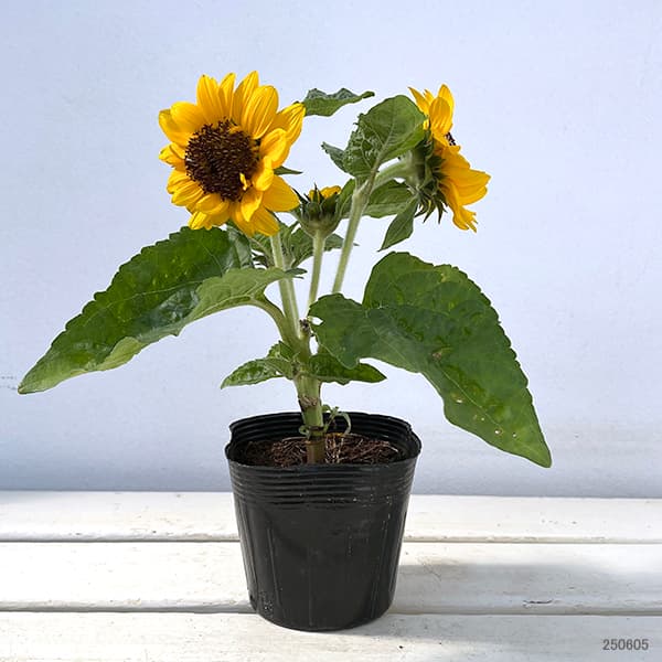 園芸ネット本店｜ヒマワリ：スマイルラッシュ・スプレー咲仕立て3.5号