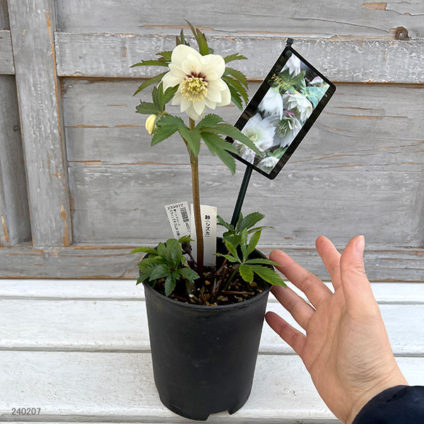 園芸ネット本店｜クリスマスローズ：スウィングダブル24-30静／1L