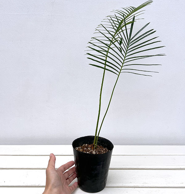 園芸ネット本店｜サイカス：sp.タイシルバー4号ポット の通販【公式】