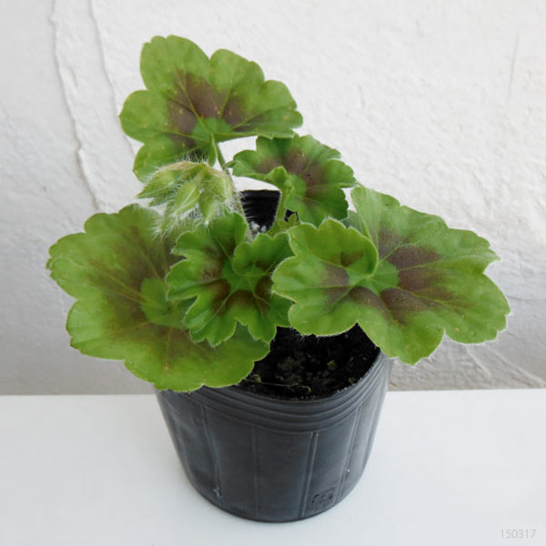 園芸ネット本店｜ゼラニウム（バラ咲き）：ミルフィールドローズ3号