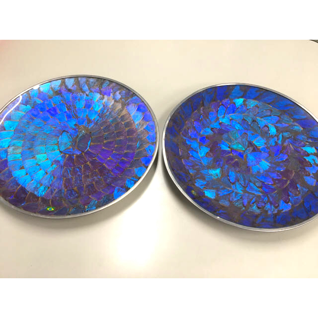 セール中‼️蝶の羽◇標本◇壁掛け◇巨大◇ブルー🦋◇モルフォ蝶