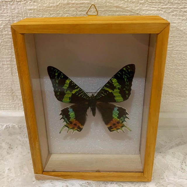 ニシキオオツバメガ標本の通販 by MDP's shop｜ラクマ