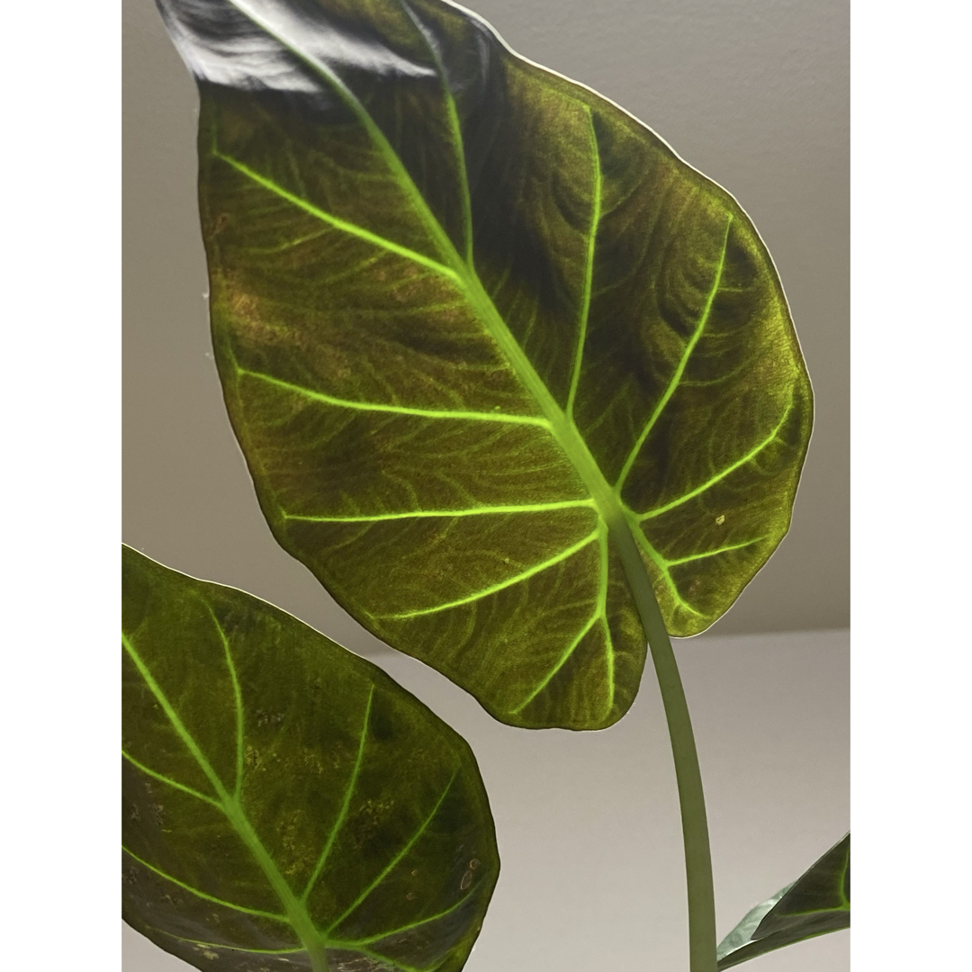 逞しい葉脈！】アロカシア リーガルシールド リーガルシールズ 希少