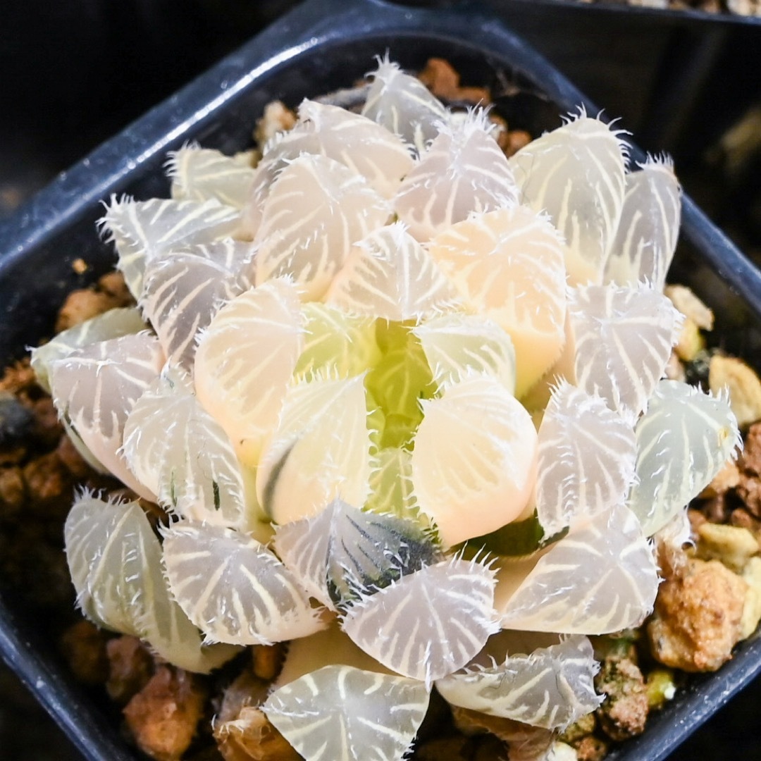 ハオルチア 秋祭り錦 極上斑