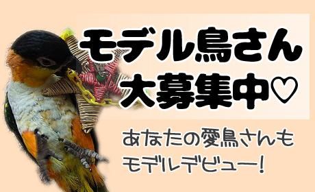 LITTLE BUDDY☆LB290クリア中型インコ用アクリルキャリー