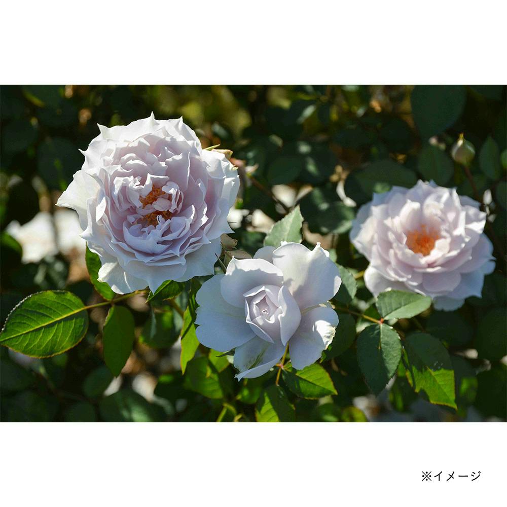 2025年バラ苗予約販売】ザ・セレスティアル | 花＆グリーン 通販