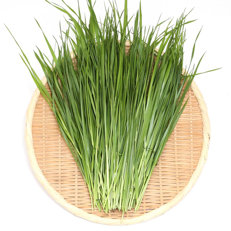 Leaf Corp （観葉植物）国産 とれたて生牧草 イタリアンライグラス