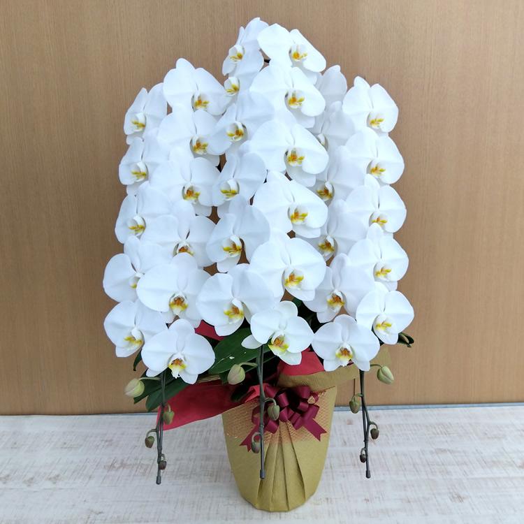 胡蝶蘭 白大輪 3本立ち響 8寸鉢（コチョウラン) 開店祝い/お祝い