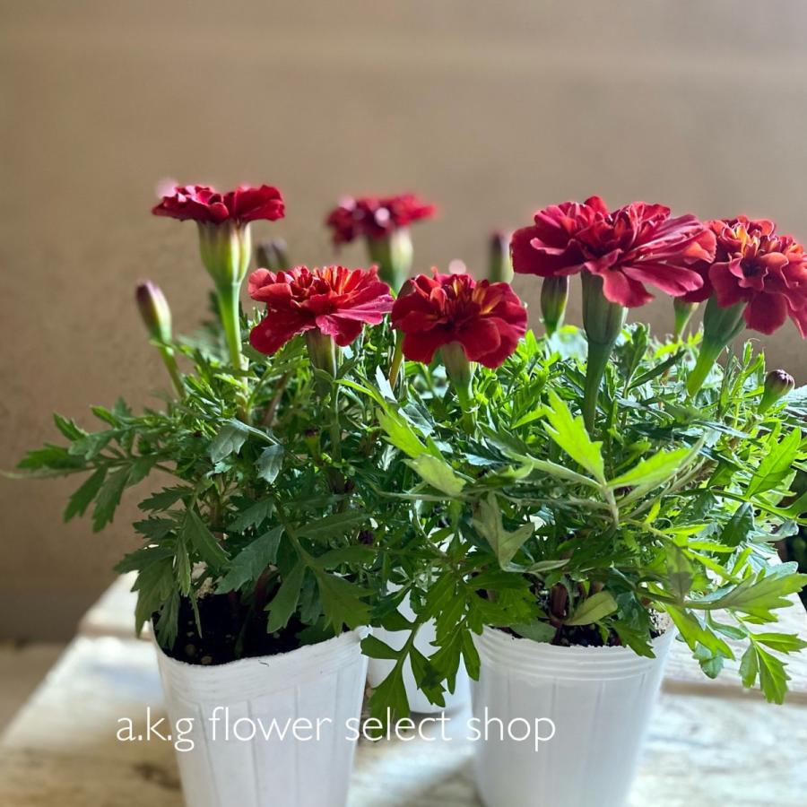 フレンチマリーゴールドストロベリーブロンド2苗セット！ : a.k.g