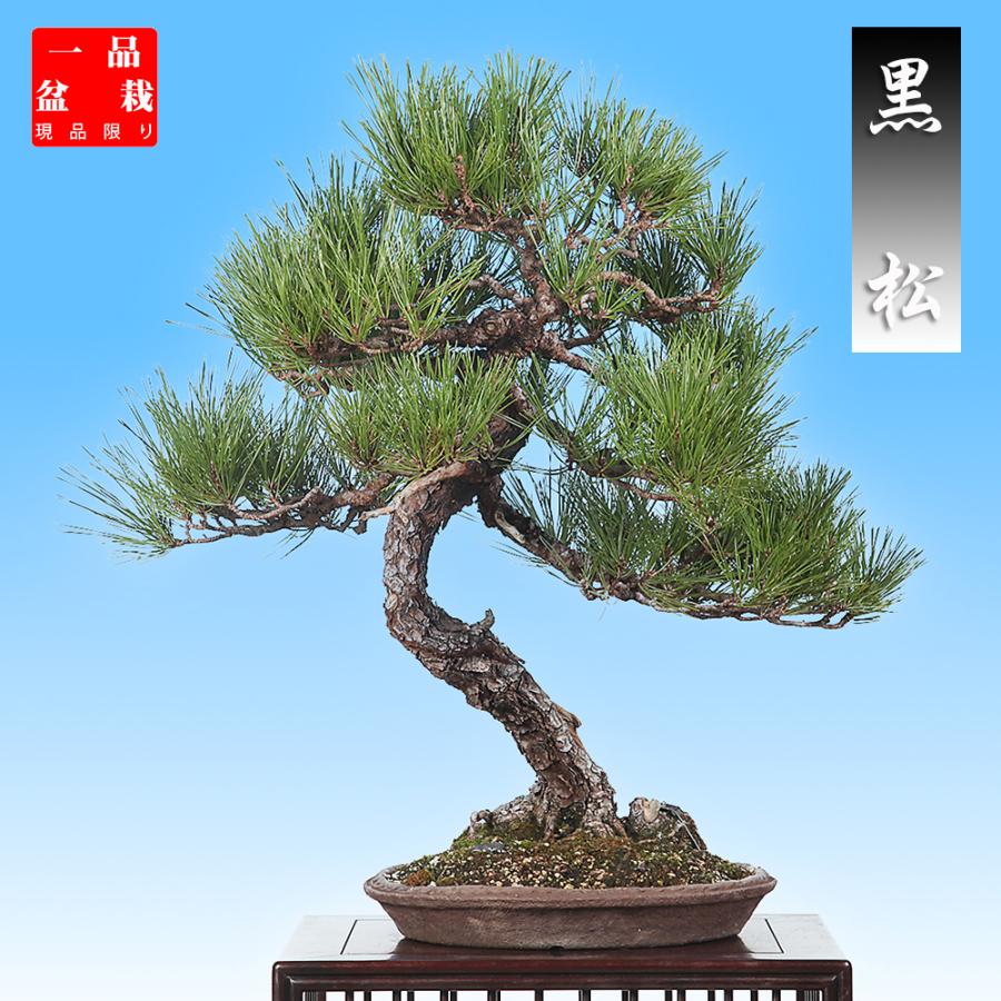 盆栽 黒松 クロマツ くろまつ お洒落 模様木 松柏盆栽 中品盆栽 樹高