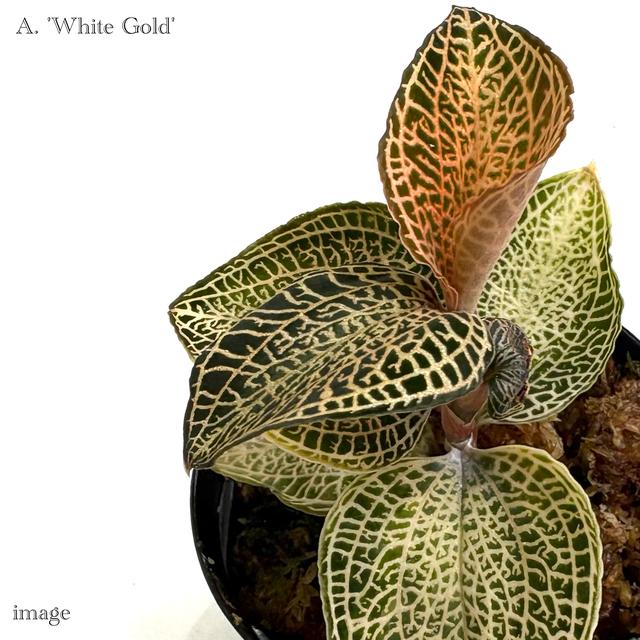 アネクトキルス ロクスバーギー 'ホワイトゴールド' (ジュエル