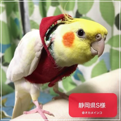 バーディフーディ スモール〜ウロコインコ 小型のオカメインコ : 鳥