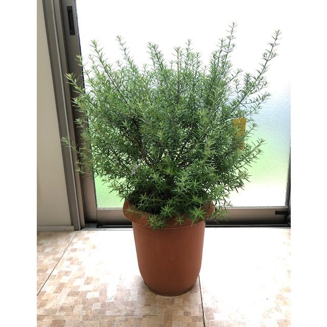 ウエストリンギア オーストラリアンローズマリー 8号 : ガーデンエルフ