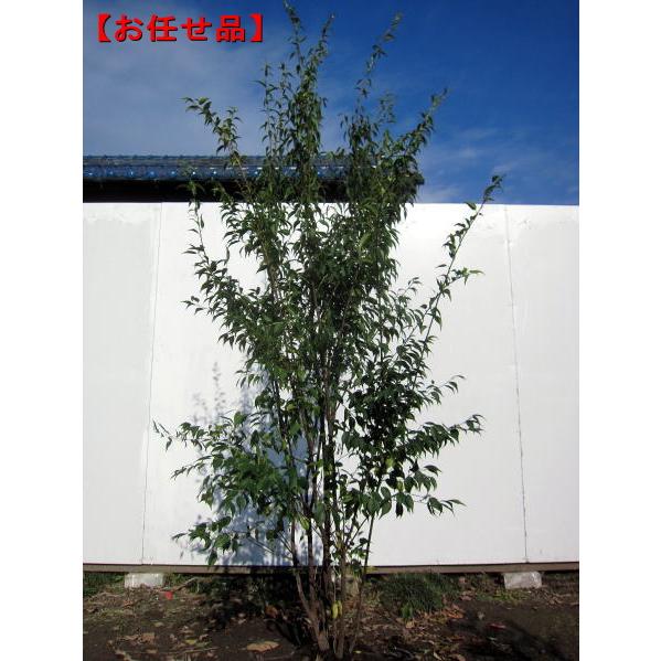 ハイノキ 株立 樹高1.8m前後(根鉢含まず)シンボルツリー 庭木 植木