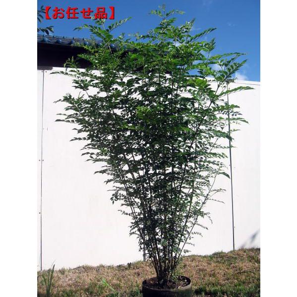 シマトネリコ 樹高1.5m前後(根鉢含まず) 株立ち シンボルツリー 庭木
