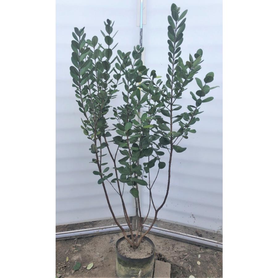 フェイジョア 株立ち 約1.5m 規格販売 植木 苗木 大苗 お買い得な