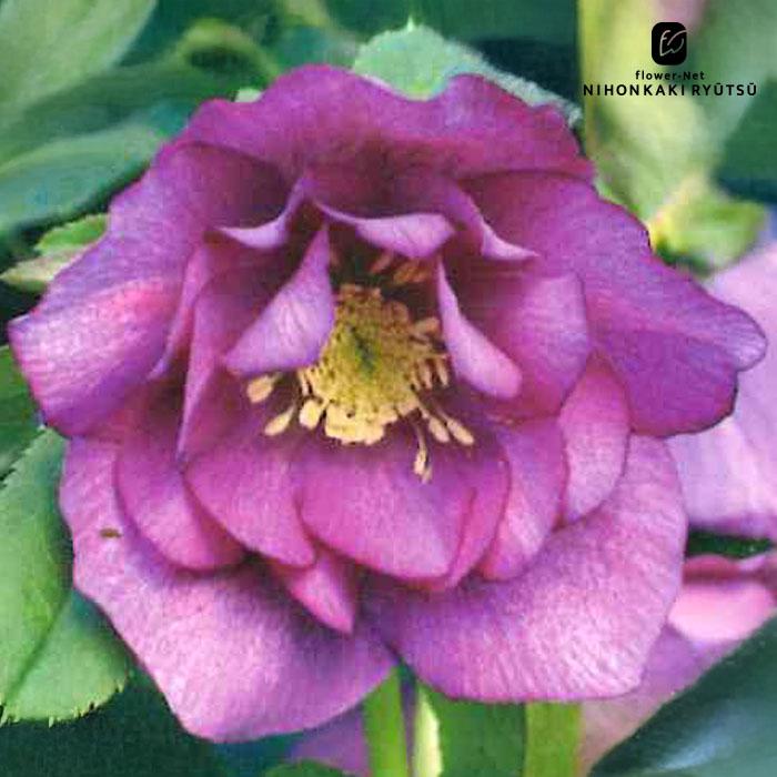 クリスマスローズ苗 ダブル レッド 杉山交配 9cmポット 宿根草