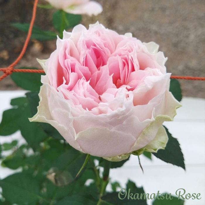 予約販売 バラ苗 バラ新苗 うさぎ 契約品種 薔薇 ばら 国産苗 岡松