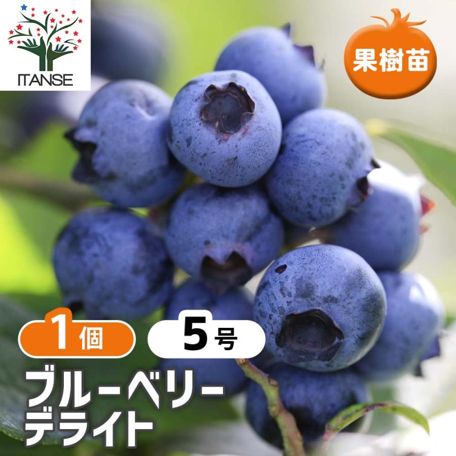 ITANSE ブルーベリー デライト 果樹苗 挿し木苗 15cmポット 1個
