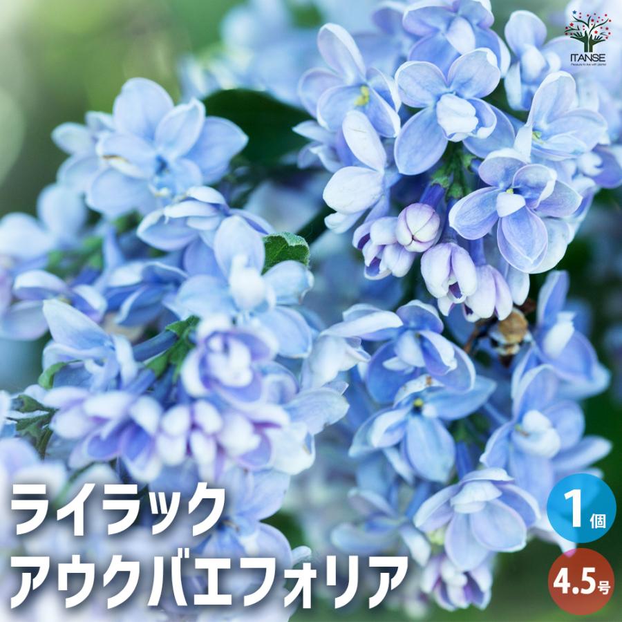 ライラック アウクバエフォリア 花木苗 4.5号/1個売り花木 園芸品種