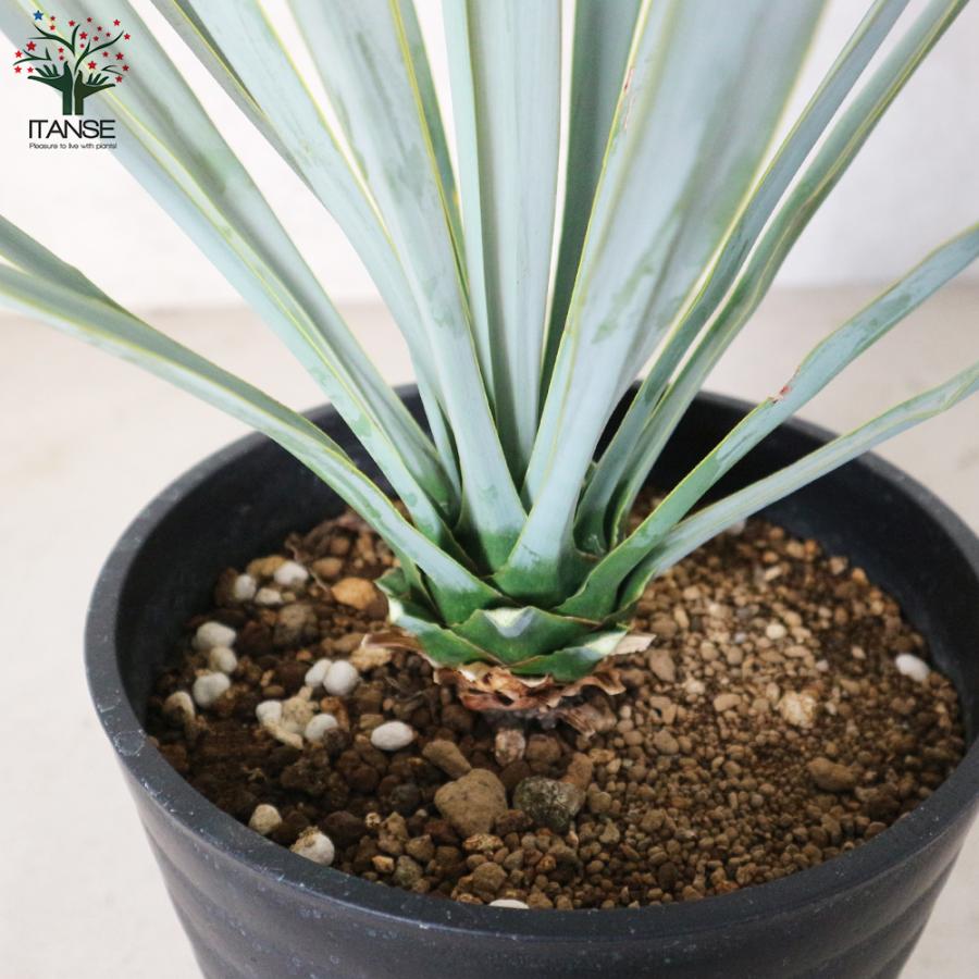 ITANSE ユッカ リギダ 観葉植物 8号プラスチック鉢：リビングや