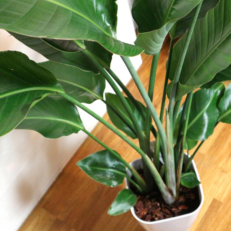 ITANSE 観葉植物 ストレリチア・オーガスタ 8号鉢 Lサイズ 1個 人気