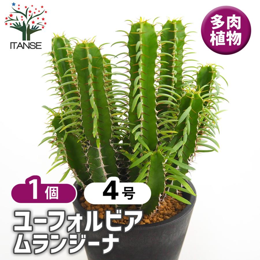 ユーフォルビア ムランジーナ 多肉植物 4号/1個売り 花苗 お花 宿根草
