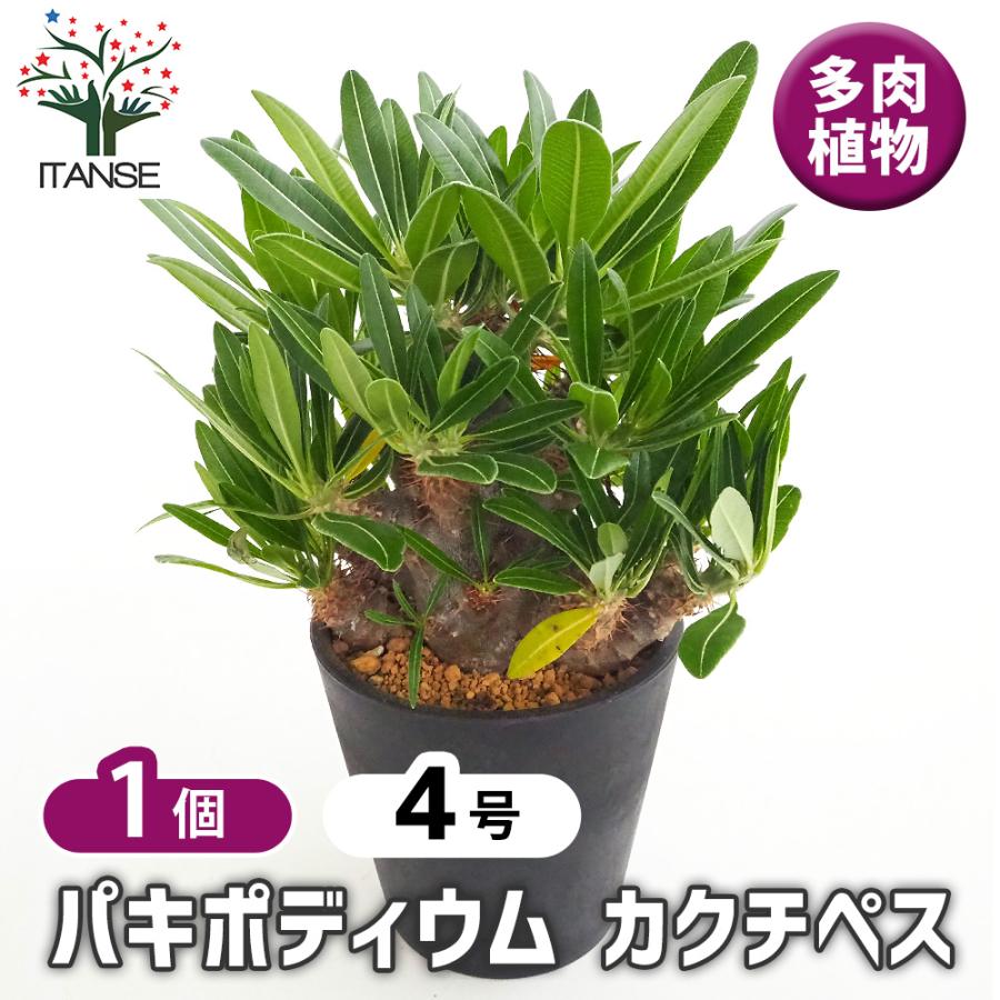 パキポディウム カクチペス 多肉植物 4号/1個売り 塊根植物 コーデック
